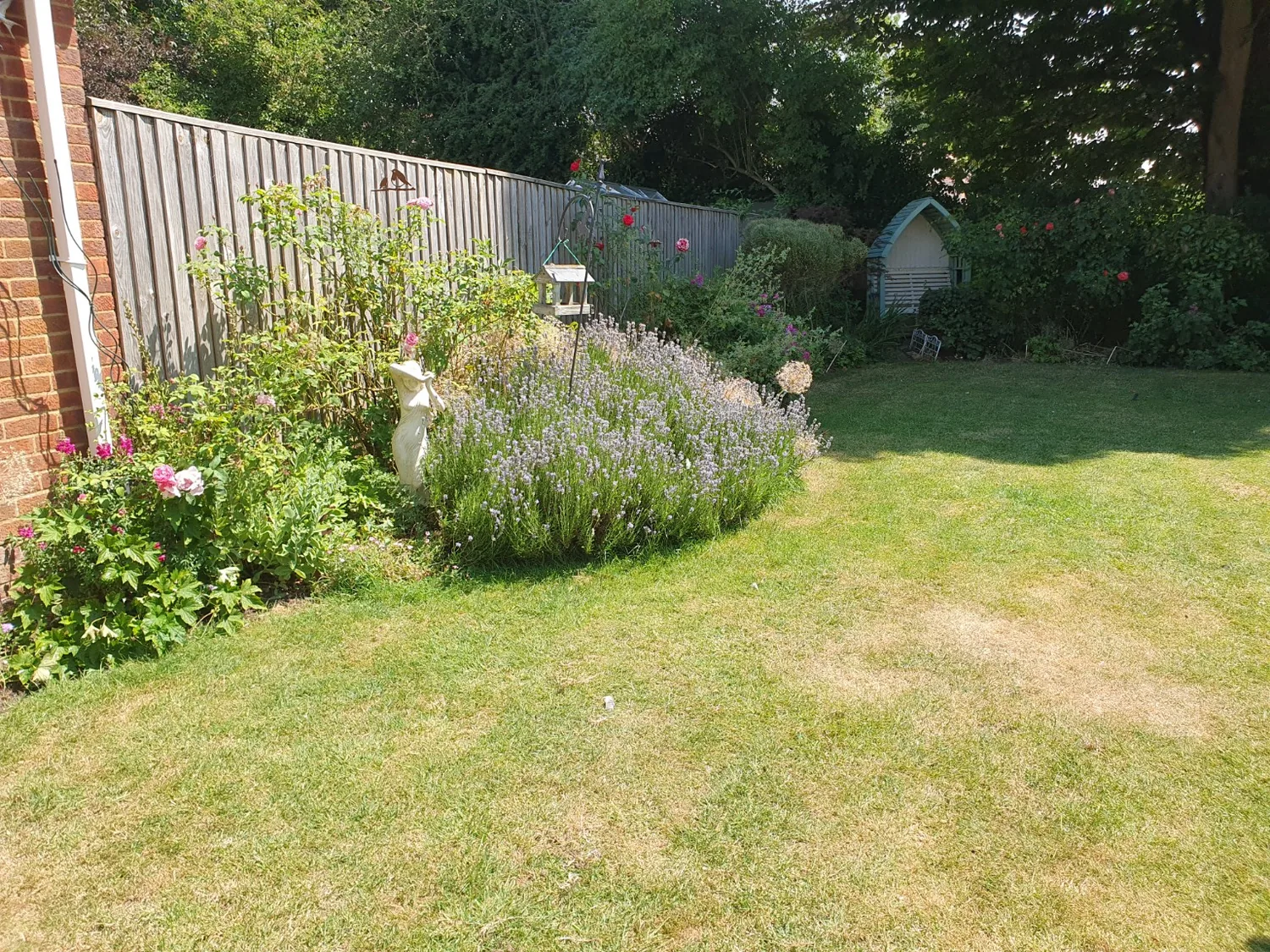 Established garden with lavender and lawn